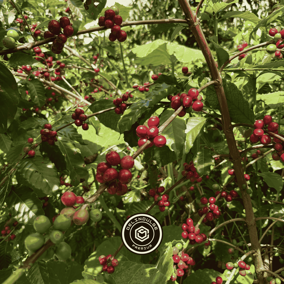 Café de Especialidad - Chiapas - Bourbon - Lavado
